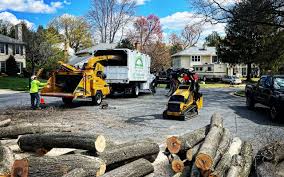 Trusted Neuse Forest, NC Tree Care Services Experts