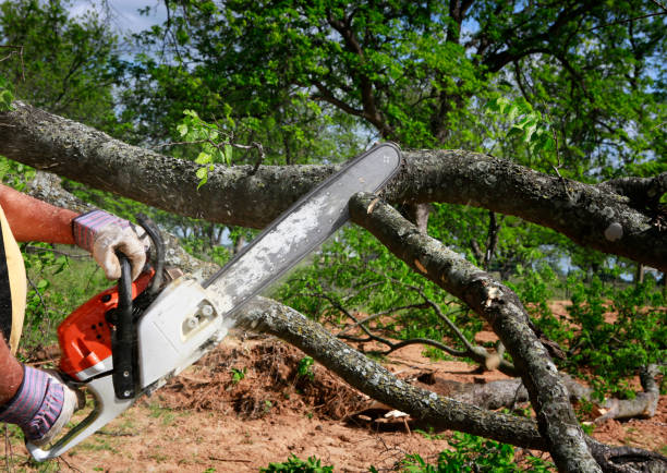 Best Seasonal Cleanup (Spring/Fall)  in Neuse Forest, NC